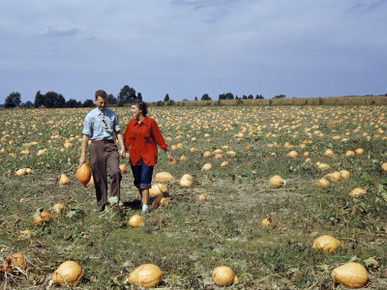 Couple Walks Through a Field Dotted with Ripe Pumpkins