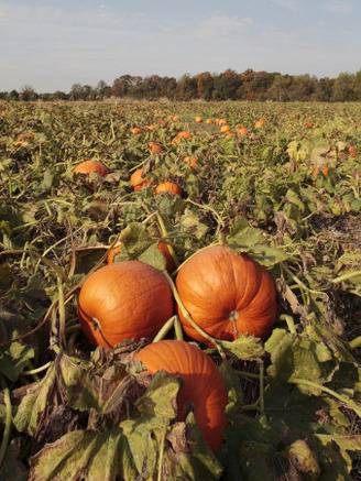 Scenic Pumpkin Patch in Late Autumn