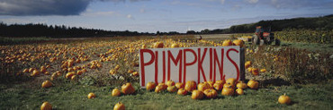 Pumpkin Field, Seattle, Washington State, United States of America, North America