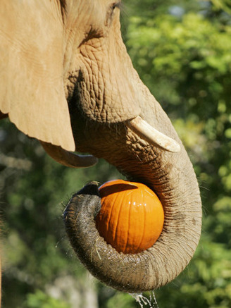 African Elephant Grabs a Pumpkin Treat at Miami Metrozoo