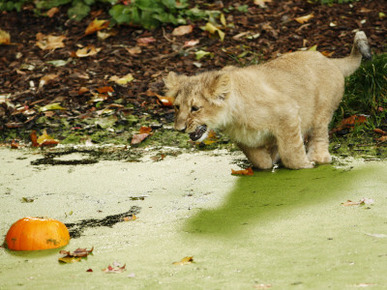 Asian Lion Cub Attempts to Retrieve a Pumpkin from the Pond at the London Zoo