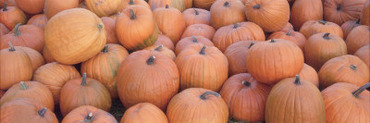 Detail of Freshly Harvested Pumpkins Gathered in a Pile in Autumn
