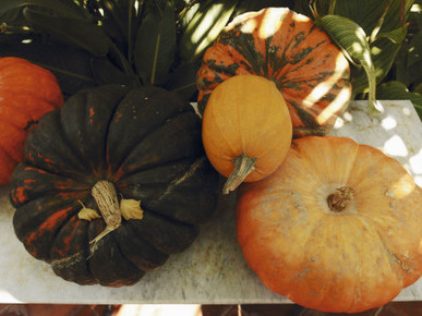 High Angle View of Pumpkins, St