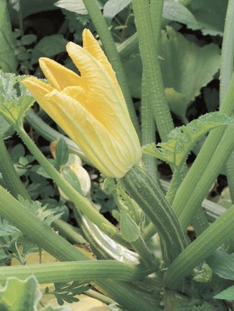 Close-Up of Connecticut Field Pumpkin Plant (Cucurbita Pepo)