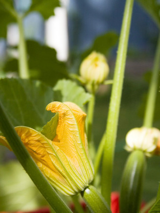 Pumpkin Flowering