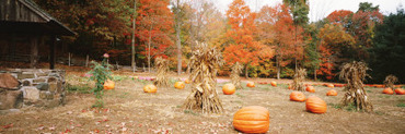 Pumpkins on a Field, Connecticut, USA