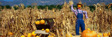 Pumpkin Patch at Bocalli Ranch, California, USA