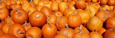 Close-up of Pumpkins