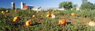 Pumpkin Crop Near Silo, Kent County, Michigan, USA