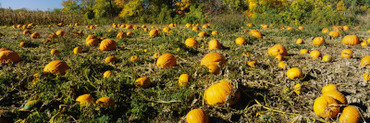 Field of Ripe Pumpkins, Kent County, Michigan, USA