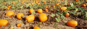 Field of Ripe Pumpkins, Kent County, Michigan, USA