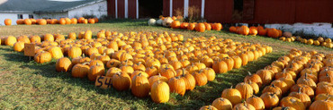 Rows of Pumpkins in the Field