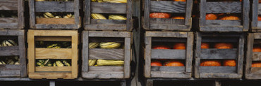 Crates of Gourds and Pumpkins, South Dakota, USA