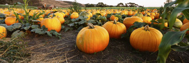 Pumpkins in a Field, Half Moon Bay, California, USA