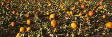 Pumpkins in a Field, Grand Rapids, Kent County, Michigan, USA