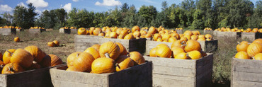 Ripe Pumpkins in Wooden Crates, Grand Rapids, Kent County, Michigan, USA