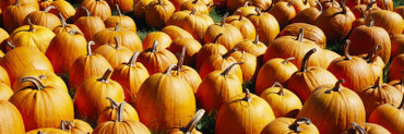 Pumpkins in a Field, Vermont, USA