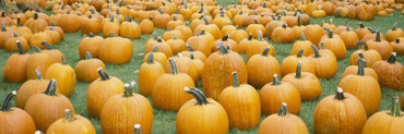 Pumpkins in a Field