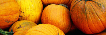Pile of Harvested Pumpkins, Close Up