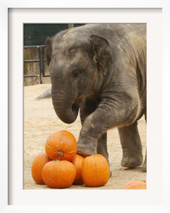 Kandula, a Two-Year-Old Male Asian Elephant, Prepares to Stomp on Pumpkins at the National Zoo