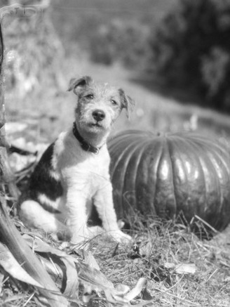 Wire Hair Terrier Sitting By Pumpkin and Looking at Camera