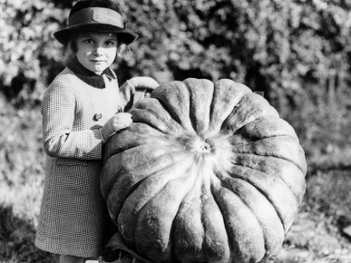 Giant Pumpkin
