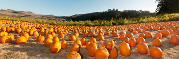 Pumpkins in a Field, San Mateo County, California, USA
